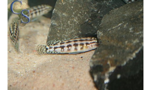 Julidochromis marlieri
